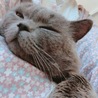 ココとナツ