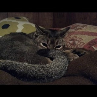 病気の友人の猫の新しい飼い主さん募集