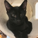 優しくてマイペースな3ヶ月の黒子猫☆