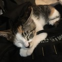 儚げでかわいい白ミケ子猫＊