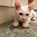 ボーイッシュな女の子＊白子猫