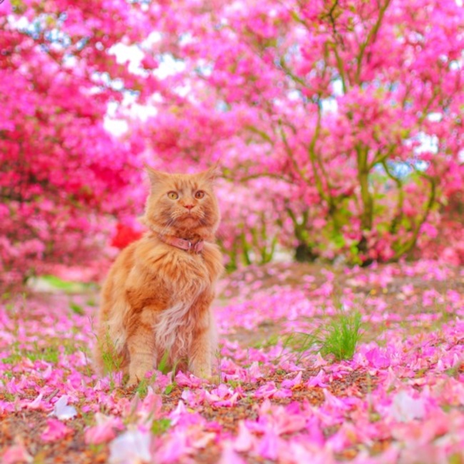 キラちゃんのママのカバー写真