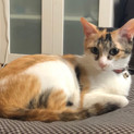 ベッタリと寄り添っていたい三毛猫@2歳