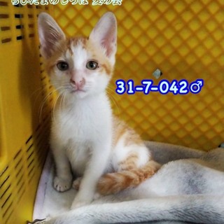 一時預り先から募集継続します(TT)