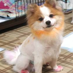 アニマルサポートわんわんわん譲渡会 サムネイル2