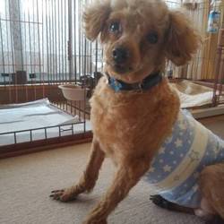 アニマルサポートわんわんわん譲渡会 サムネイル3