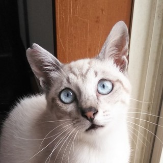 かわいい&天真爛漫シャムミックス