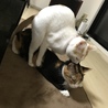 マウンチング