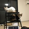 の写真