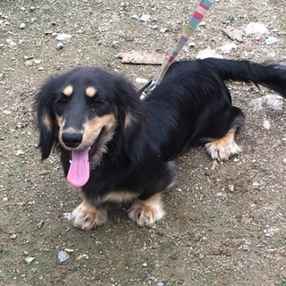 甘えたダックス