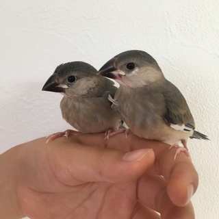 桜文鳥(シルバー×白の雛です)