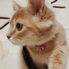 茶色の猫