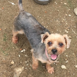 甘えたヨークシャテリア メス