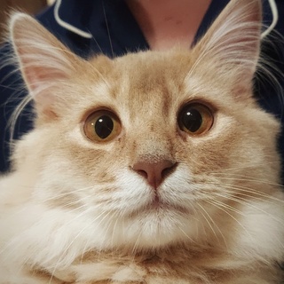 甘えっ子のソマリくん