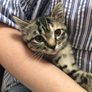 甘えん坊のとら猫ちゃんです