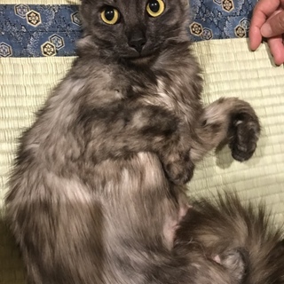 甘えん坊の美人サビ猫