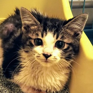 アメショ風タビー+白の毛色・甘えんぼの男の子