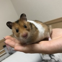 むぎ