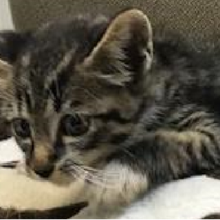 譲渡されました。