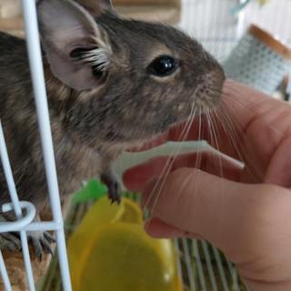 交渉中✳ブルーデグー♂　里親募集