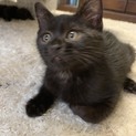 ７月７日譲渡会参加猫⑨　黒　男の子
