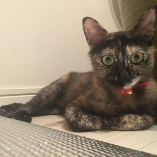 【8/18千葉市譲渡会】ねこ大好き♡ココアちゃん