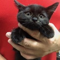 ７月７日譲渡会参加猫⑩　黒　女の子
