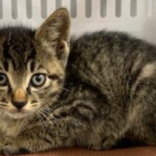 譲渡されました。