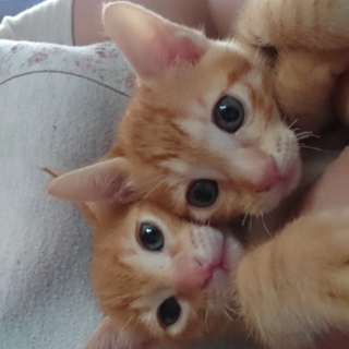 5月21日誕★茶トラの男の子