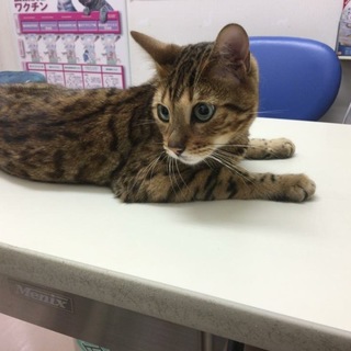 ベンガル猫4歳。去勢済。