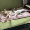 元気いっぱい兄弟猫（トライアル中） サムネイル5