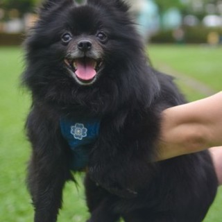 ポメラニアンのはるみちゃん