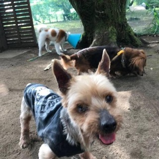 被災犬・ヨーキーのおじいちゃん