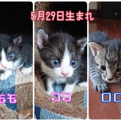 保護猫の譲渡会　名張市