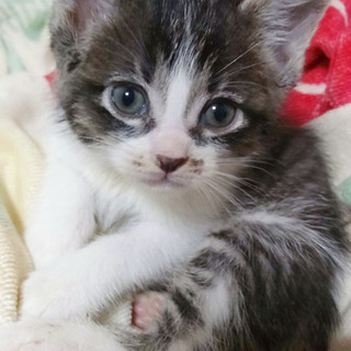 とってもcute★あんずちゃん