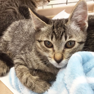 ☆姉妹で美猫さん☆つきちゃん