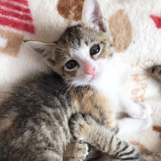 とってもキュートなヒカリちゃん