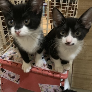 ハチワレかっこいい女の子♡甘えた