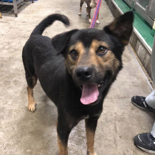 里親様決定しました✨ありがとうございました