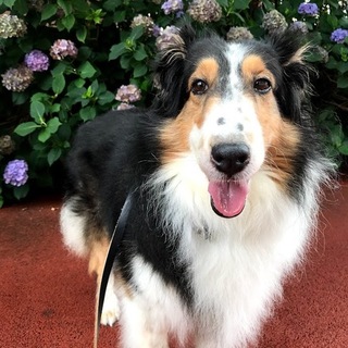 里親様が決まりました。ありがとうございました。