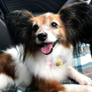 里親様が決まりました。ありがとうございました。