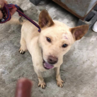 里親様決定しました！ありがとうございました✨✨