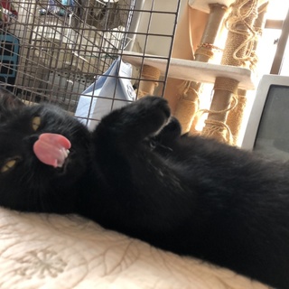 現在、希望者さんとお話進め中です^_^