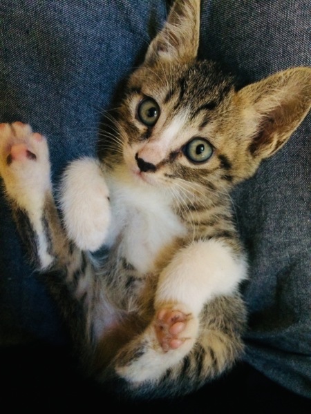 生後２ヶ月の子猫 神奈川県 猫の里親募集 ペットのおうち 月間利用者150万人