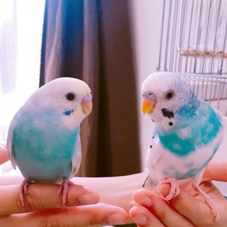 【急募】セキセイインコ (ブルー)