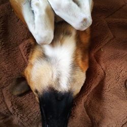 「ろんぞー」サムネイル3