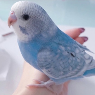 【急募】セキセイインコ (ブルーパープル)