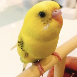 【急募】セキセイインコ (イエロー)