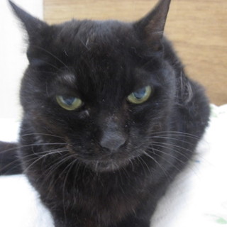 黒雌猫ちゃんの里親募集しています。