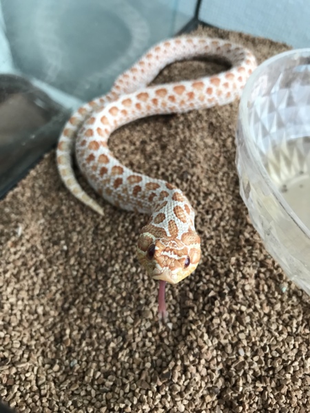 セイブシシバナヘビ アル 京都府 爬虫類 他の里親募集 2681 ペットのおうち 月間利用者150万人
